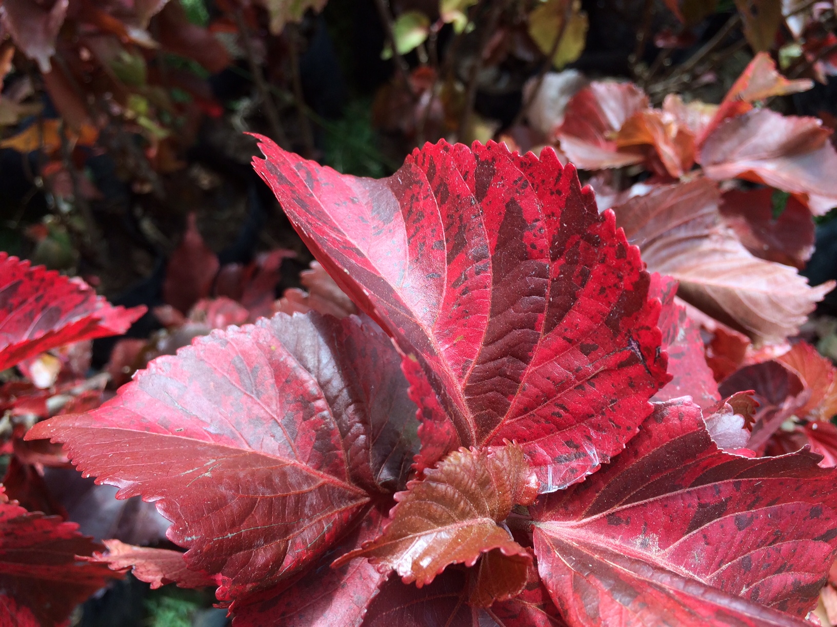 Copper Leaf Acalypha