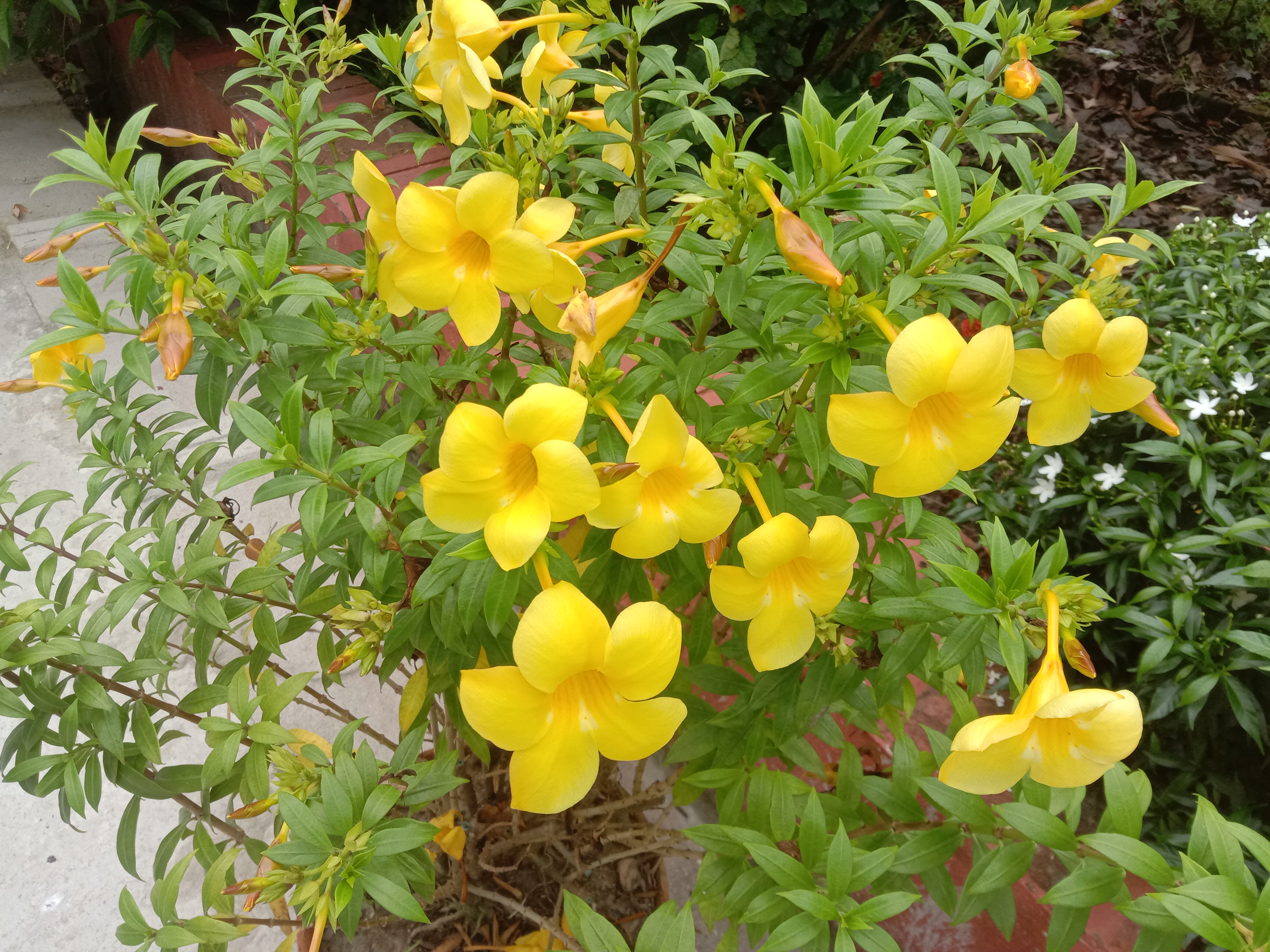 Allamanda
