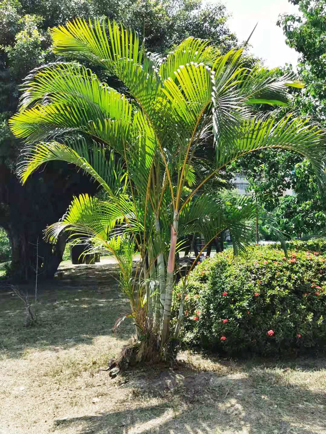 Areca palm