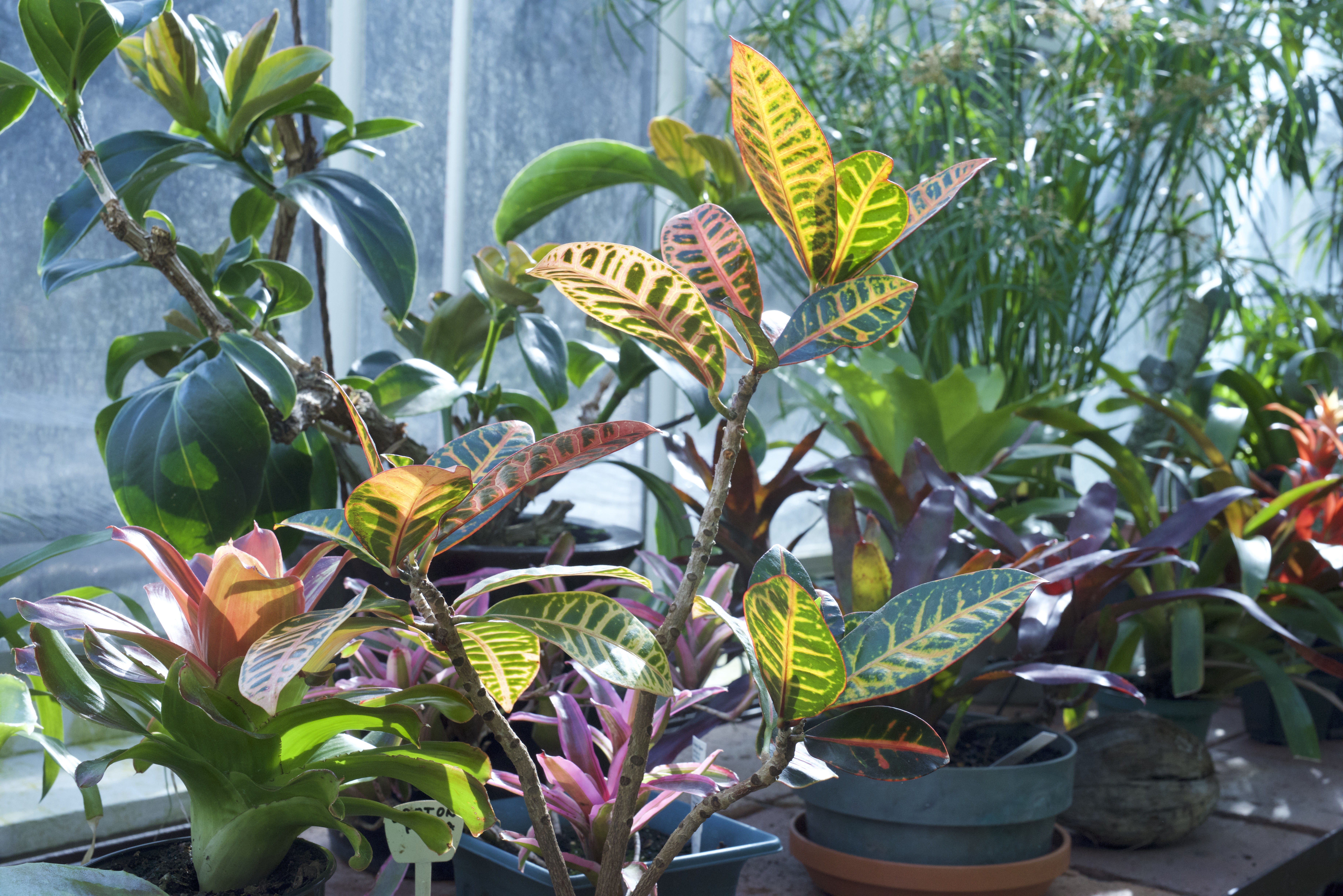 Croton