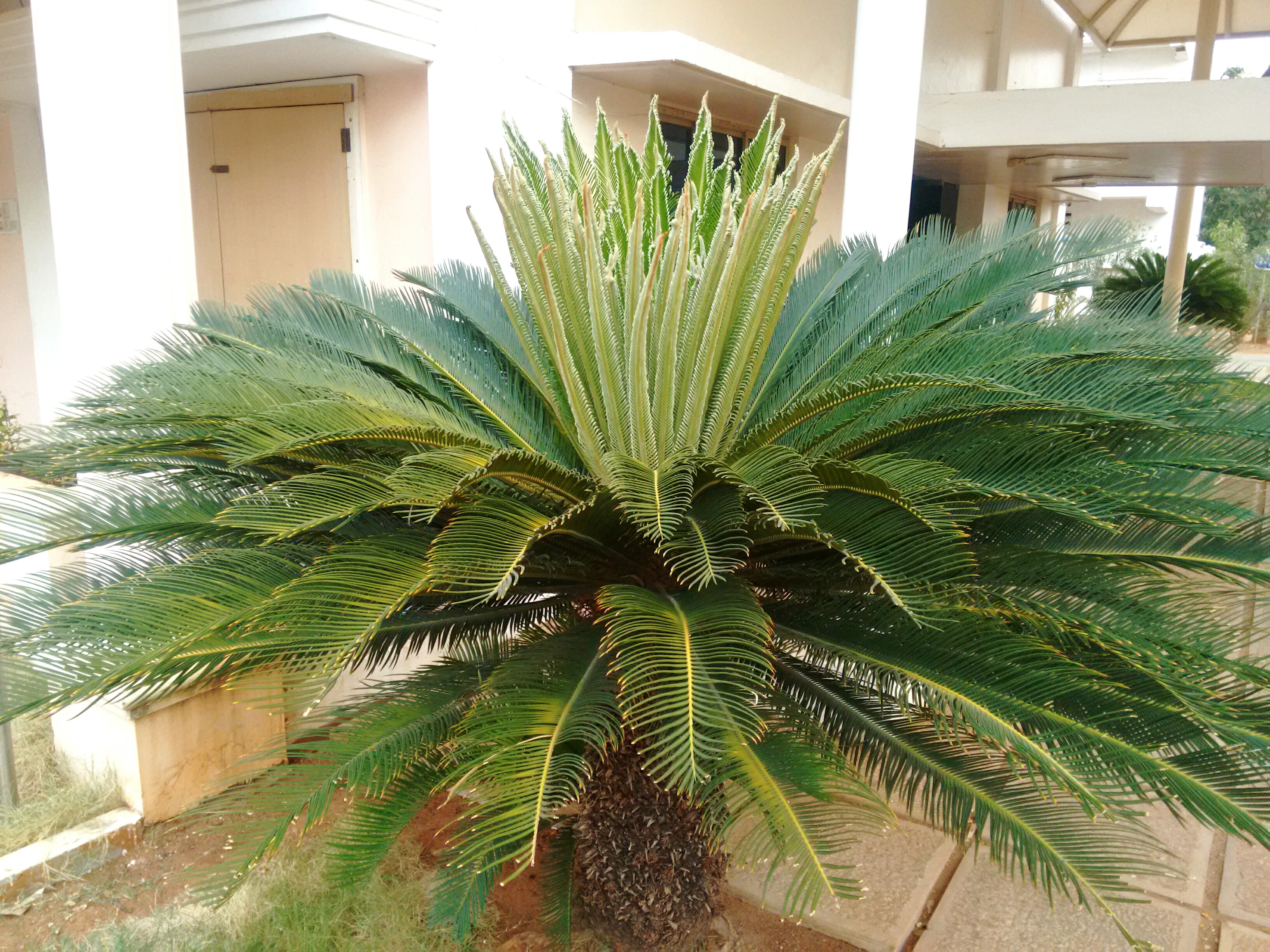 Cycas Sago Palm