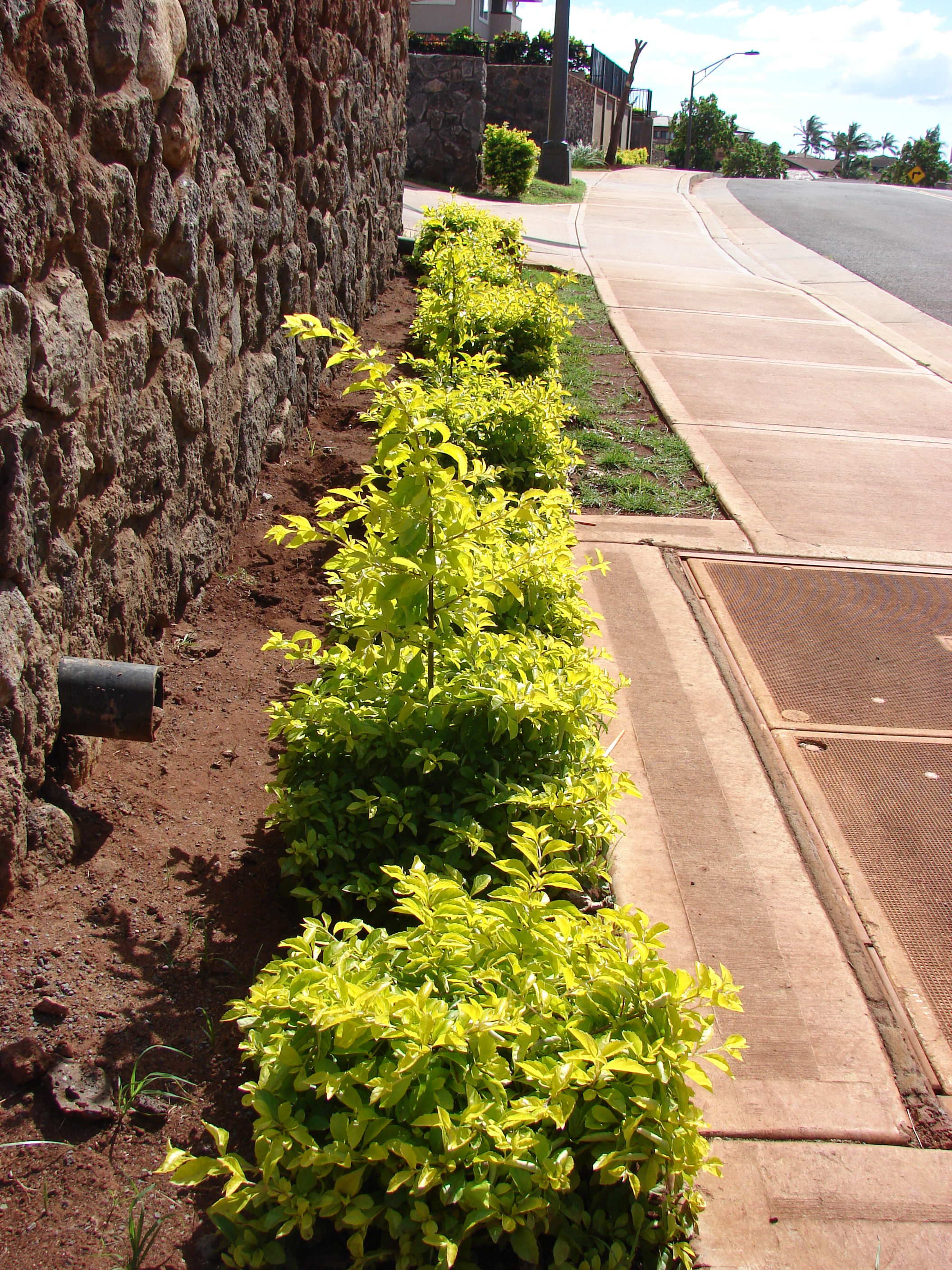 Duranta