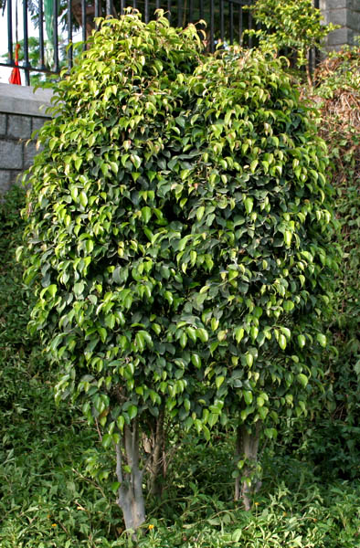 Weeping Fig hedge