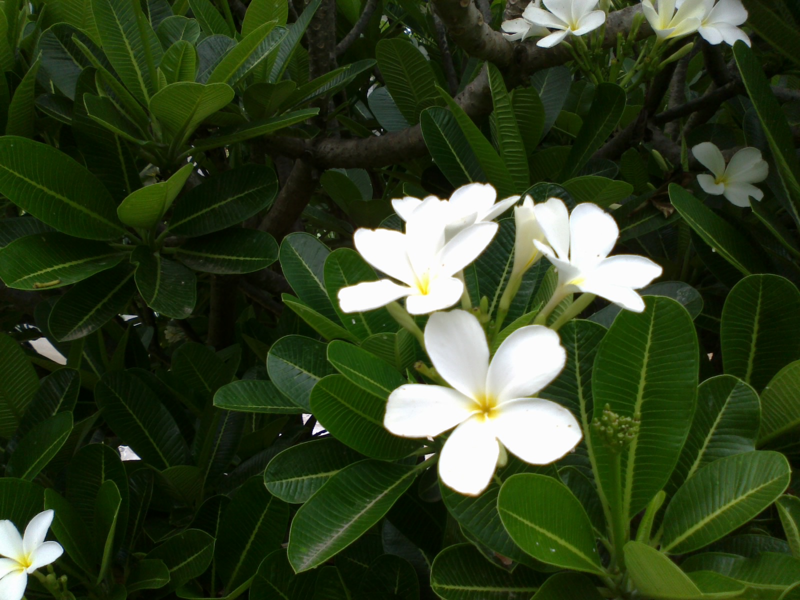 Frangipani