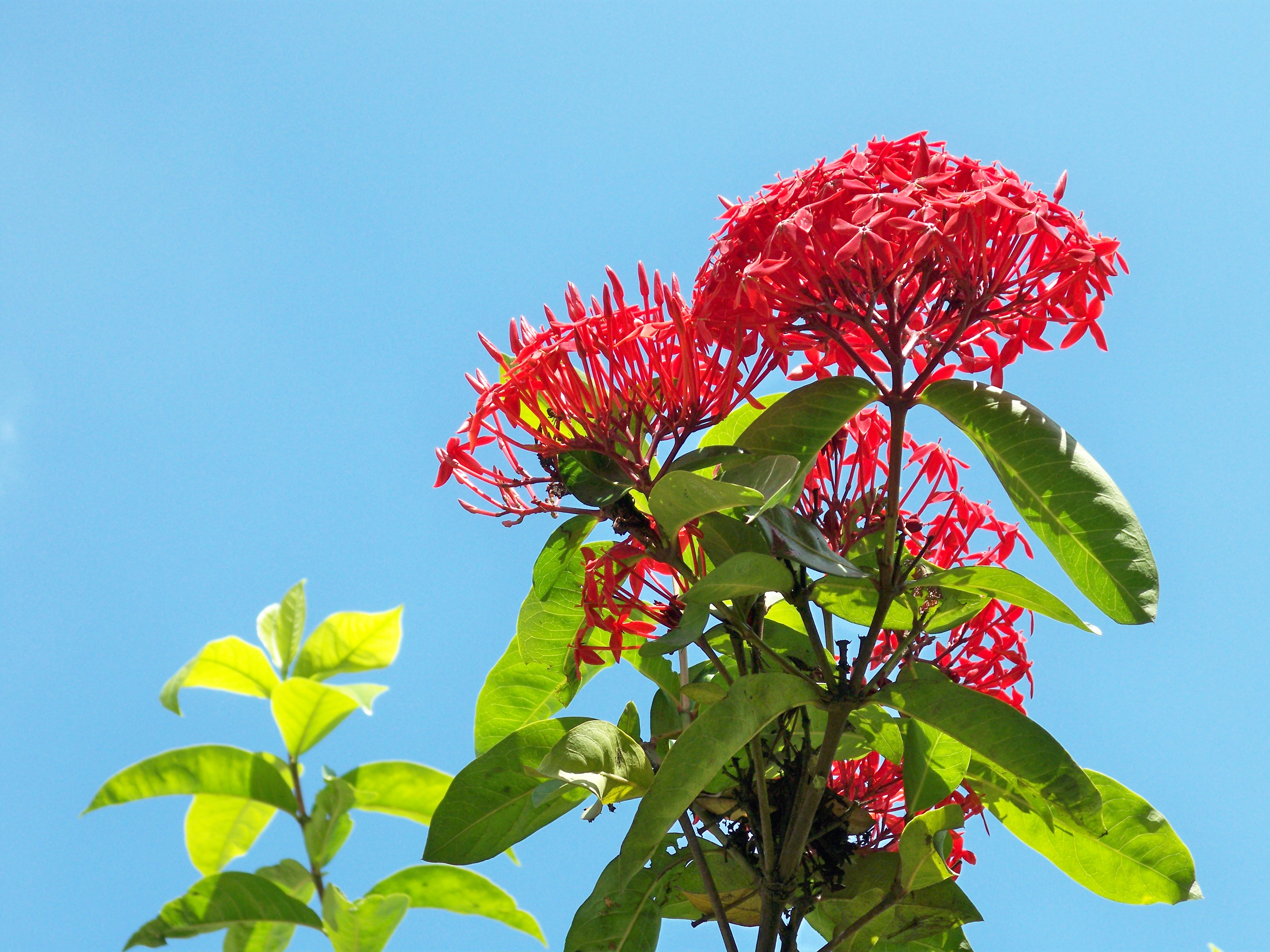 Ixora