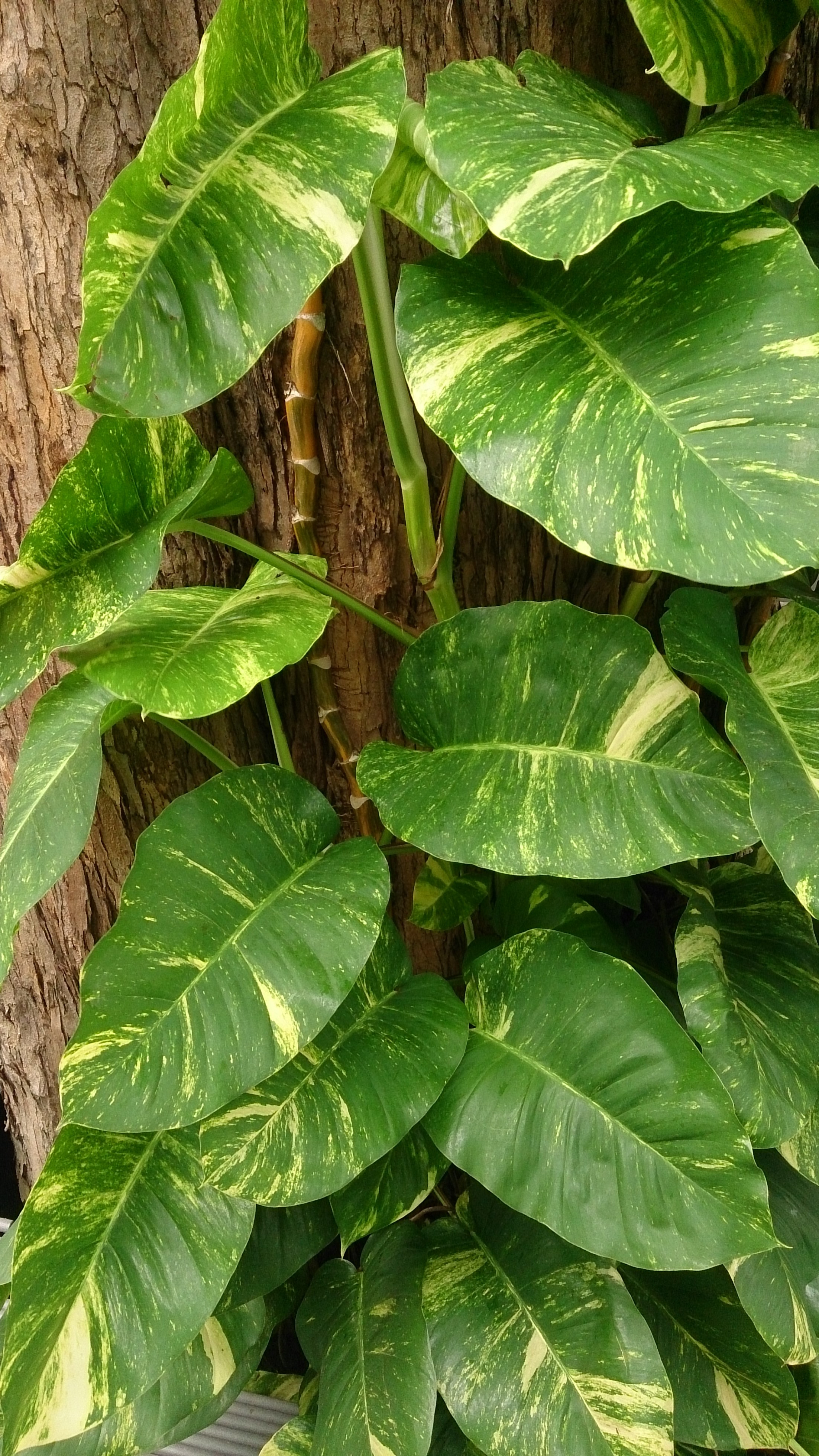 Golden Pothos
