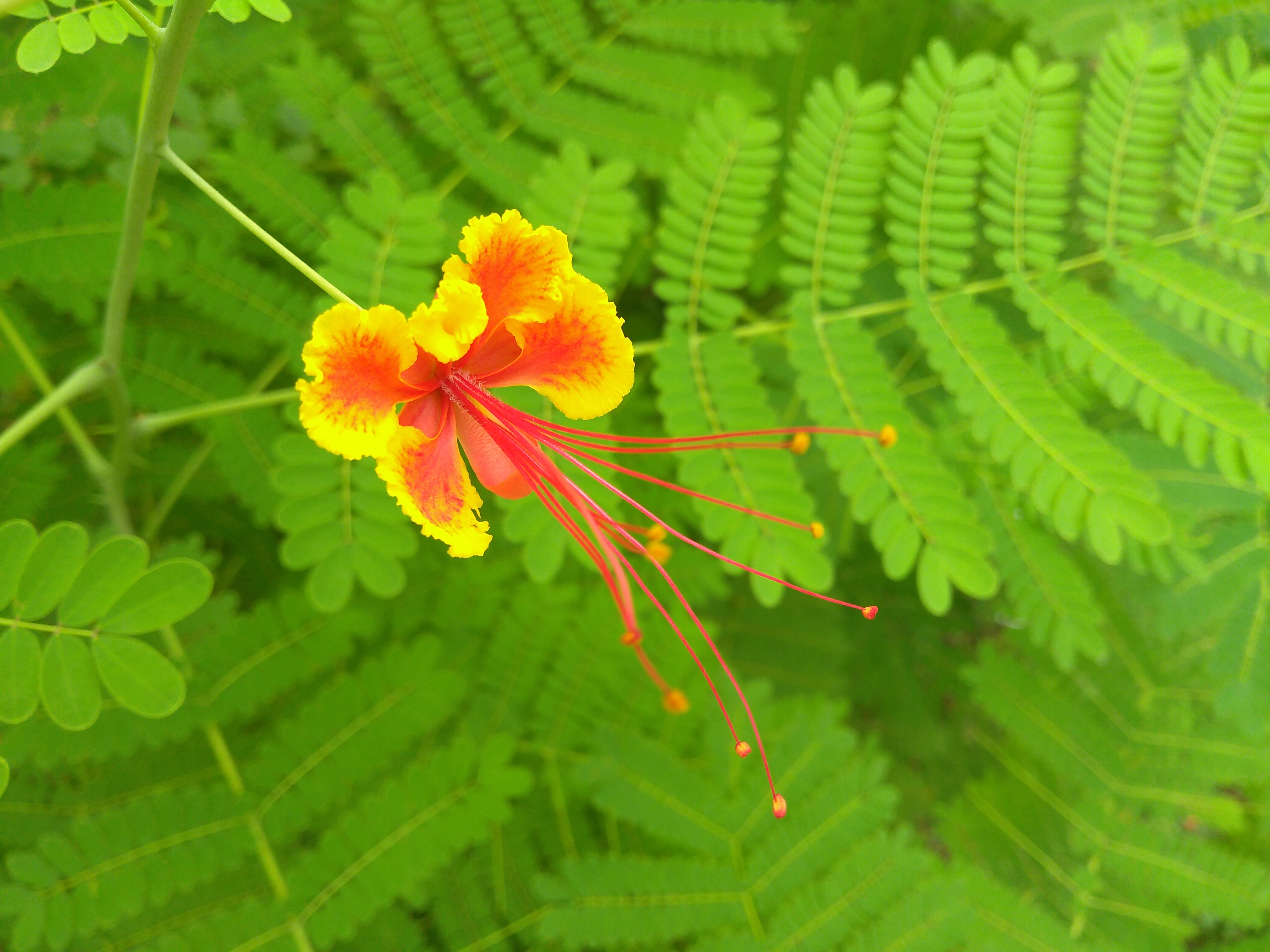Pride of Barbados
