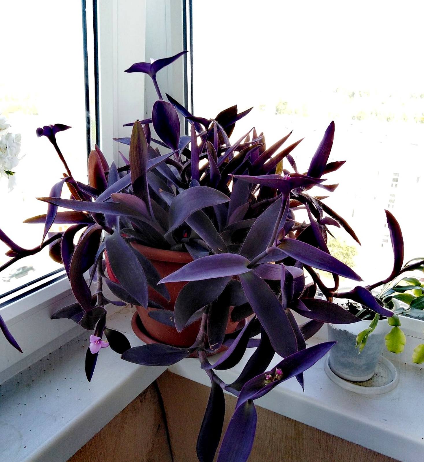 Purple Heart