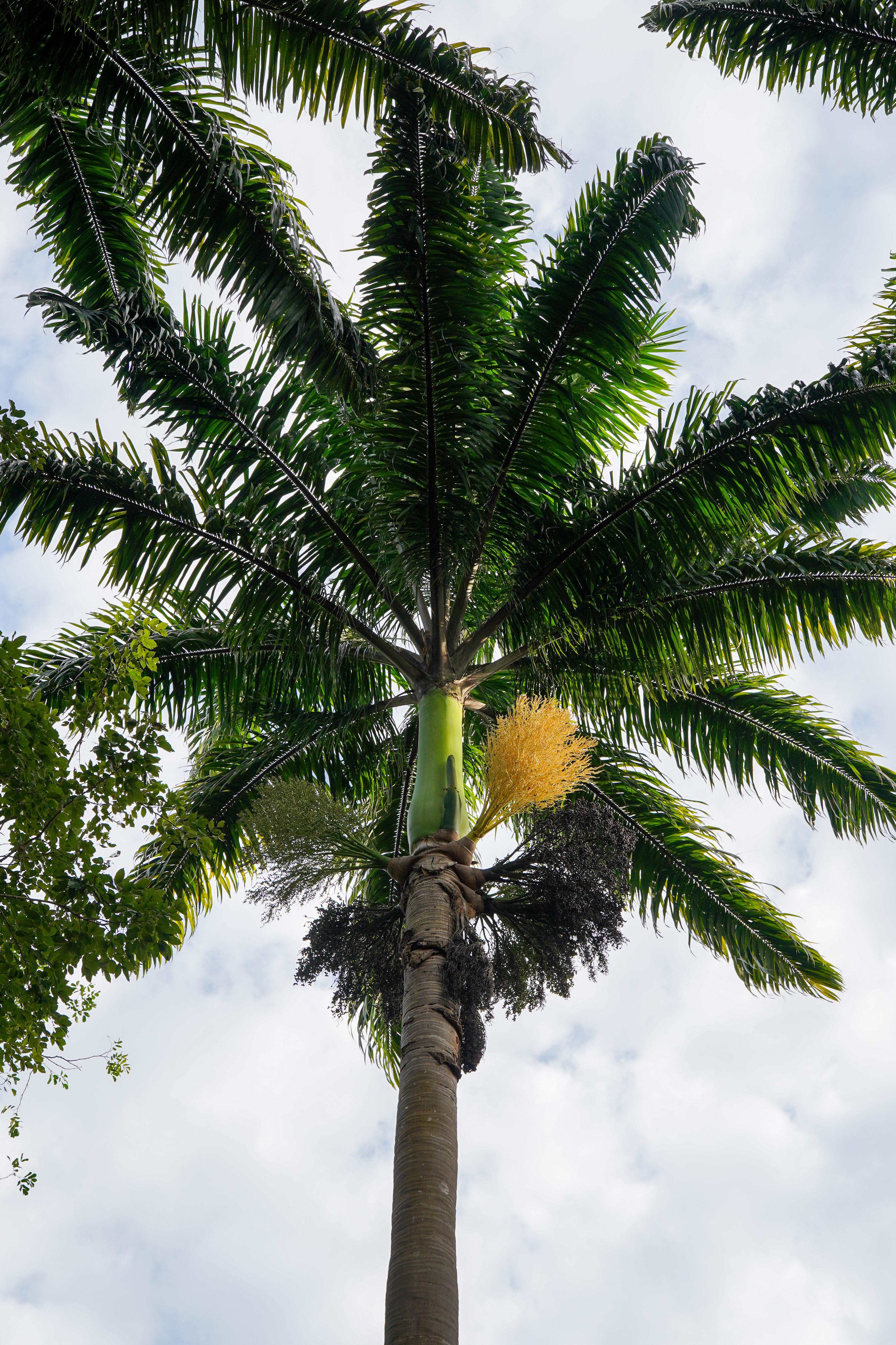 Royal Palm