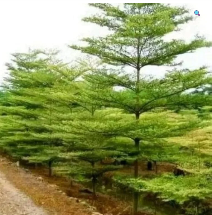Terminalia mantaly