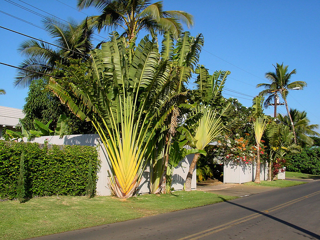 Traveller's Palm